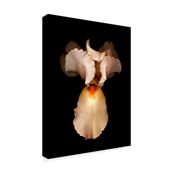 Susan S. Barmon 'Peach Iris 2' Canvas Art,18x24